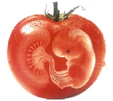 tomat-greenpeace