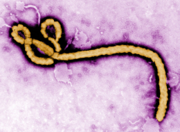 EBOLA-large
