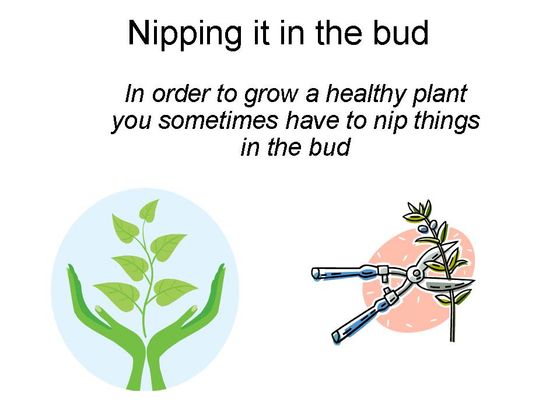 Nipping%20it%20in%20the%20bud1