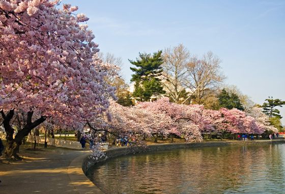 -japanese-cherry-blossom-tree