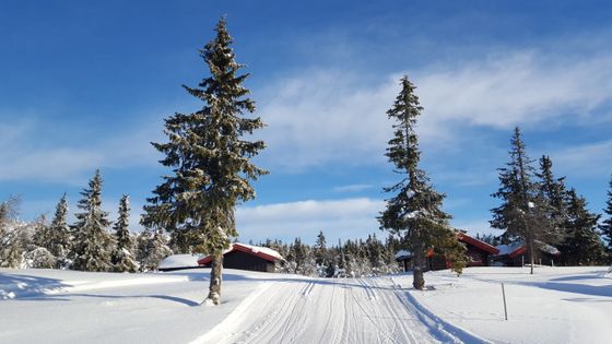 Birkebeinerløypa ved Midtfjellet i retning østover mot Rena. og Østerdalen.