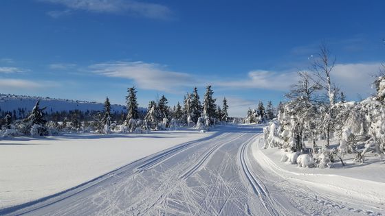 Birkebeinerløypa ved Midtfjellet i retning Sjusjøen og Lillehammer.