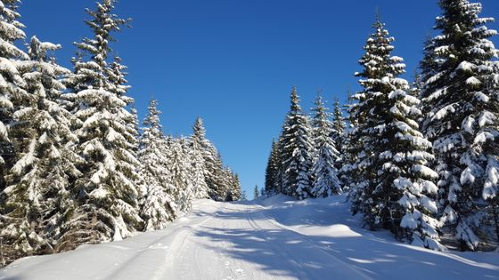 Motbakker gjennom skogen på vei til Stenfjellet.