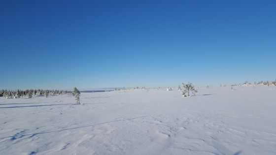 Snøen ligger som silke over Hedmarksvidda.