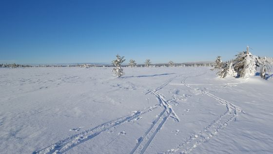 Noen lager skiløypene selv.