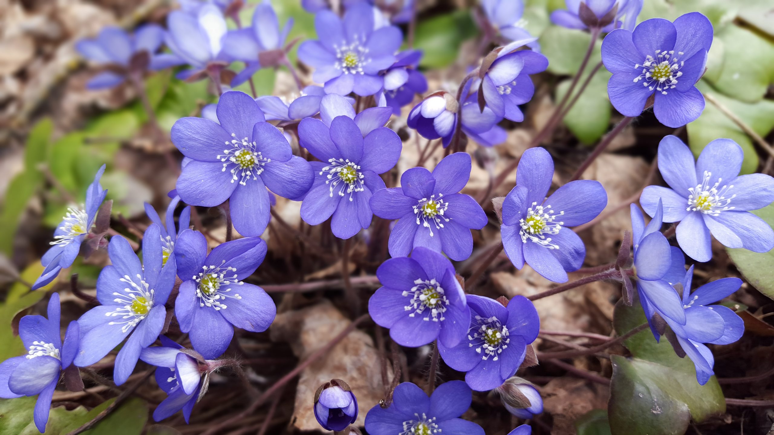 Livsviljen trosser kulden&nbsp;<span>(+)</span>