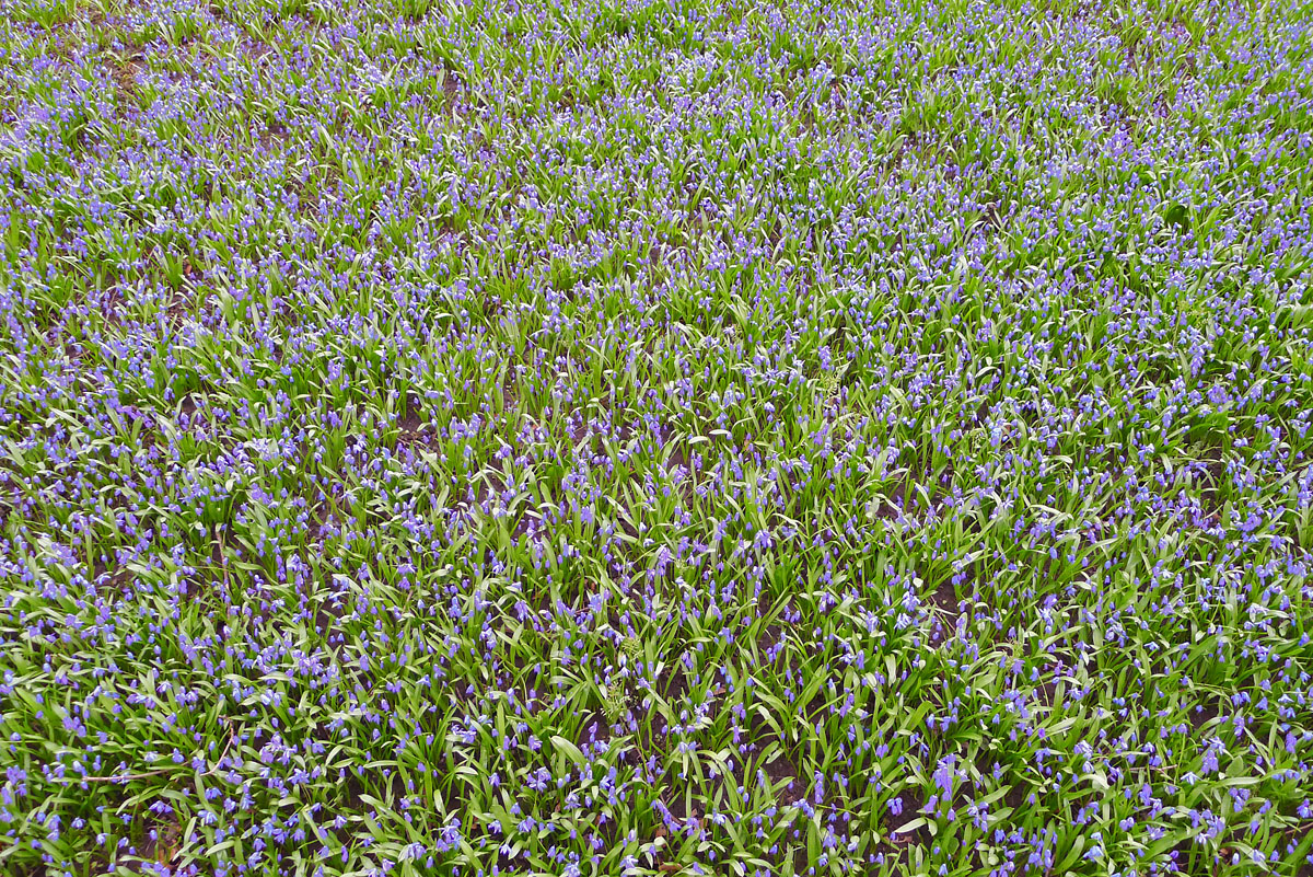 Russeblåstjernen blomstrer nå.&nbsp;<span>(+)</span>