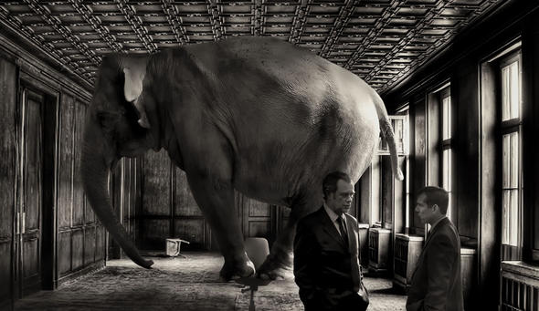 elefant-david blackwell