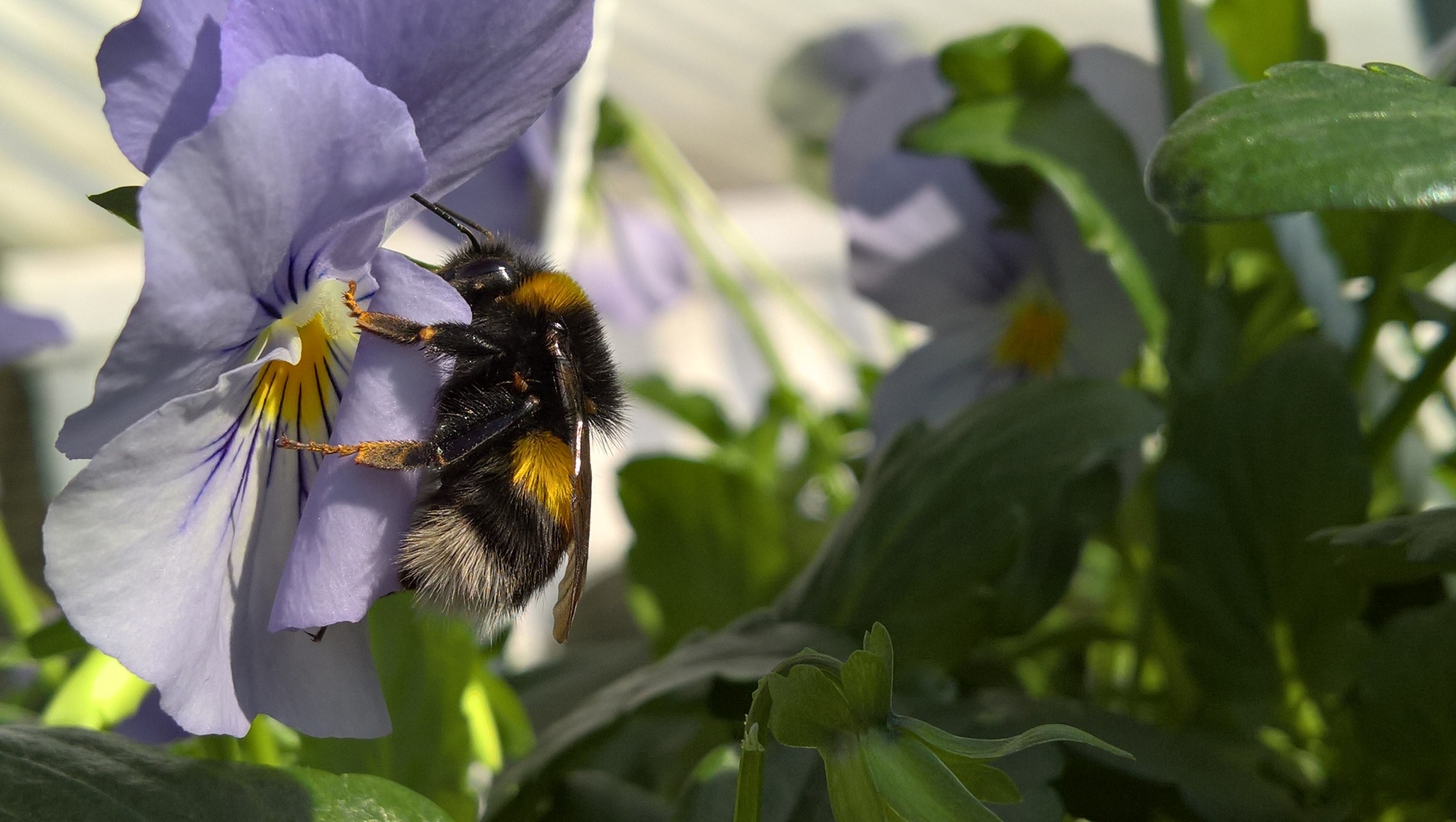 "Den blomstertid nu kommer"...&nbsp;<span>(+)</span>