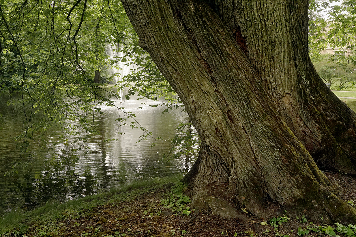 Dronningens kjempe&nbsp;<span>(+)</span>