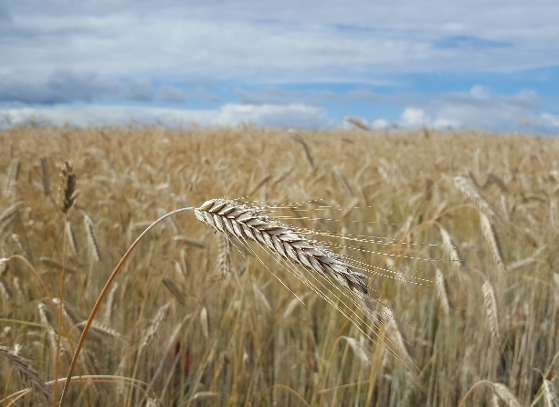 Gyllen åker&nbsp;<span>(+)</span>