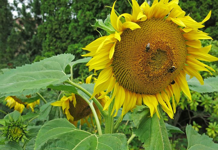 Solsikke - Helianthus annuus&nbsp;<span>(+)</span>