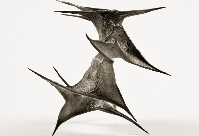 Tyrefekterokse (Blad av kristtorn)&nbsp;<span>(+)</span>