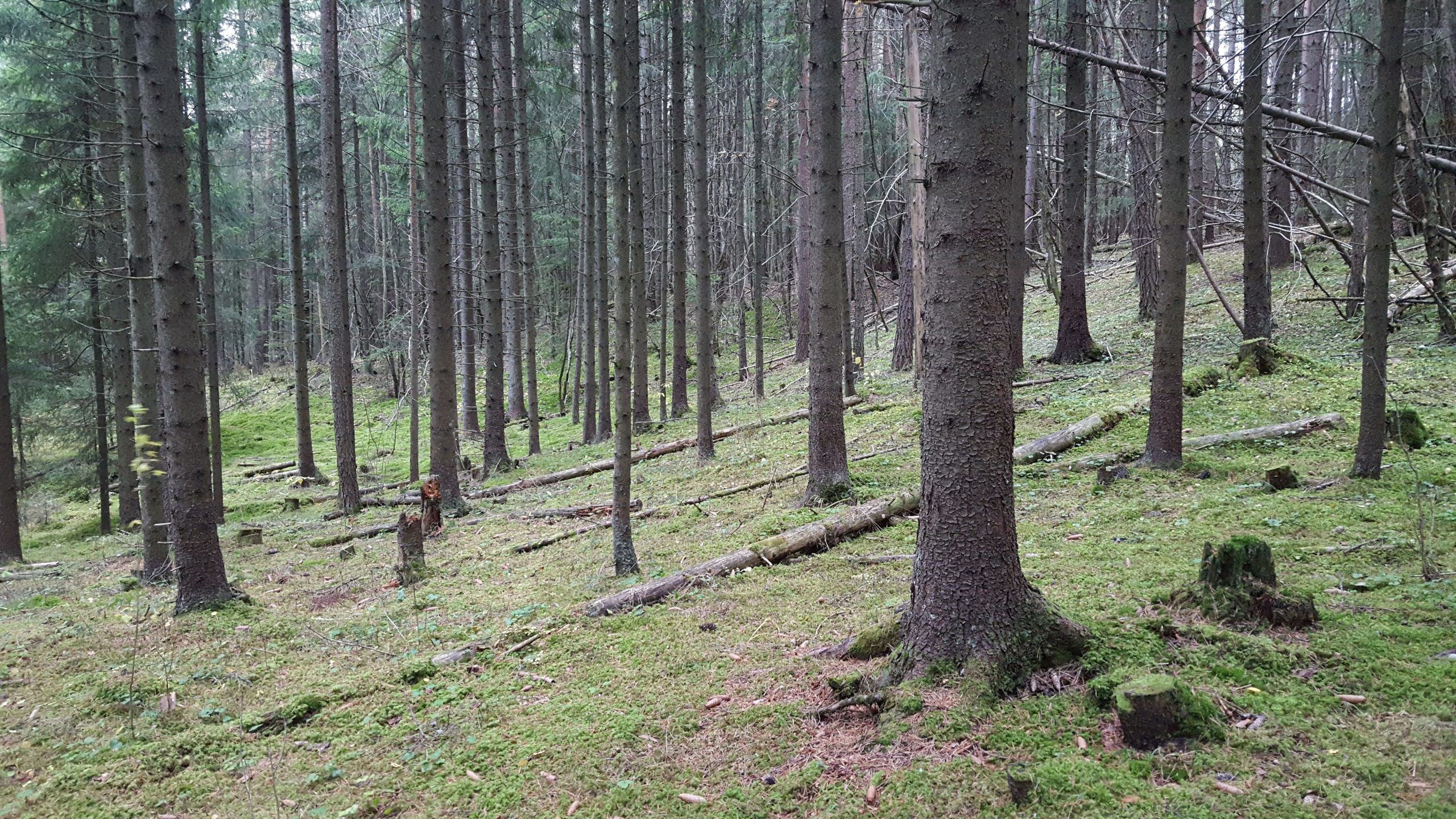 Høst i granskogen&nbsp;<span>(+)</span>
