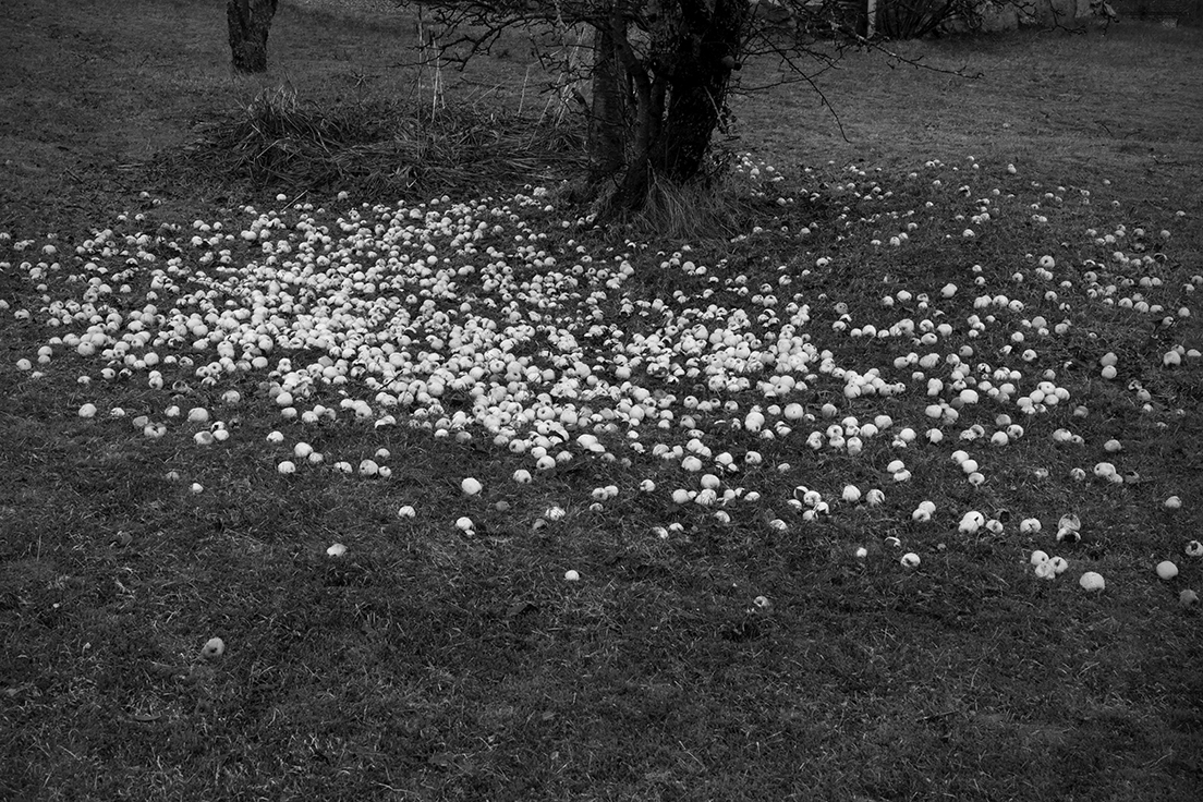 Vestlandet, 18. januar 2017&nbsp;<span>(+)</span>