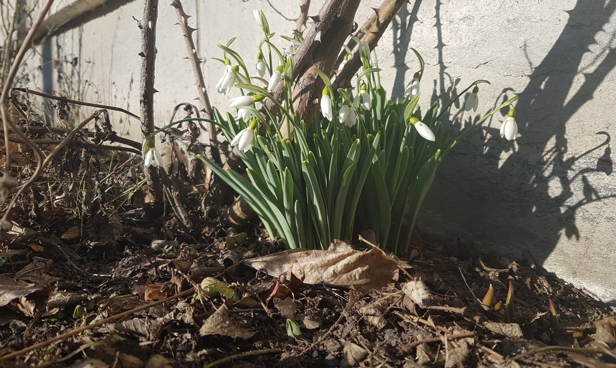 Snøklokker, Oslo 17. februar 2017&nbsp;<span>(+)</span>