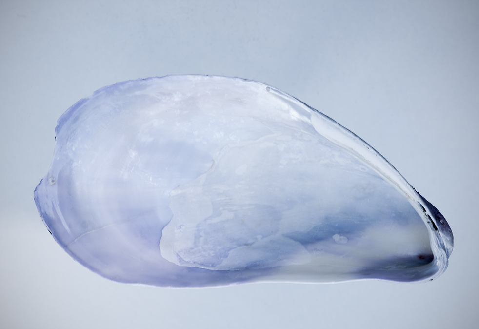 Blåskjell (13 cm)&nbsp;<span>(+)</span>