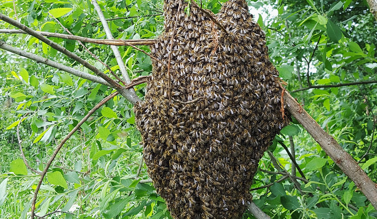 Bisverm, 23. juni 2017&nbsp;<span>(+)</span>