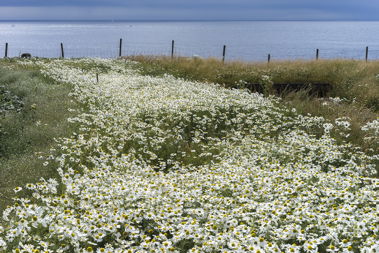 Jæren, balderbrå&nbsp;<span>(+)</span>