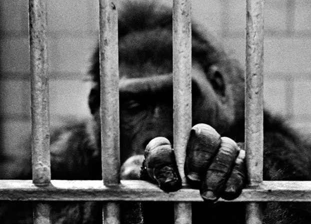 The Gorilla, New York (1965)&nbsp;<span>(+)</span>
