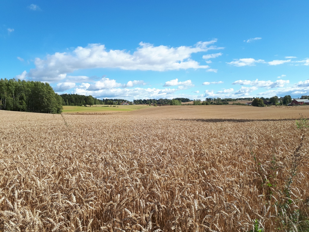 Gyllen åker. Ingeberg nederst i Vangsåsen&nbsp;<span>(+)</span>