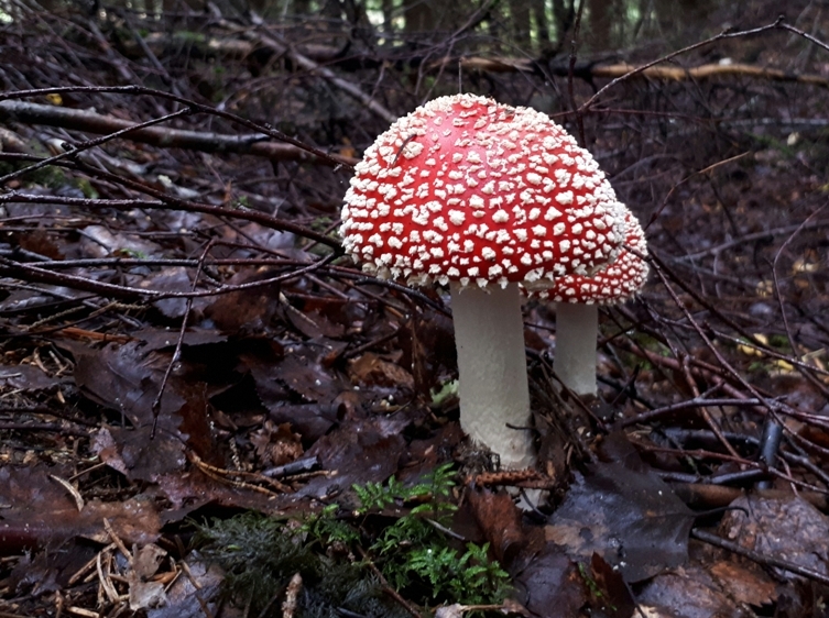 Rød fluesopp (Amanita muscaria)&nbsp;<span>(+)</span>