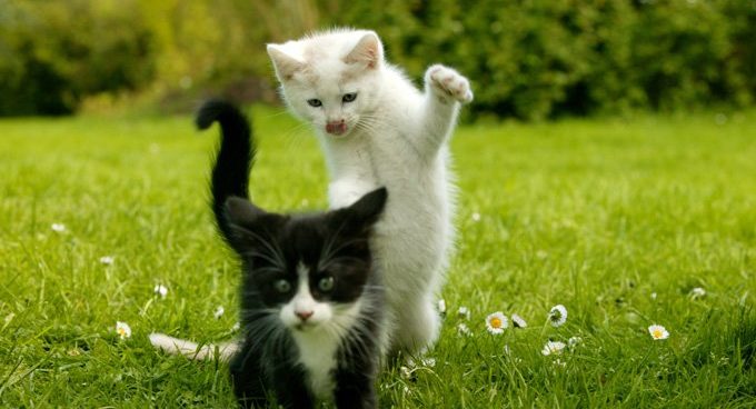 Valghumor fra Sverige&nbsp;<span>(+)</span>