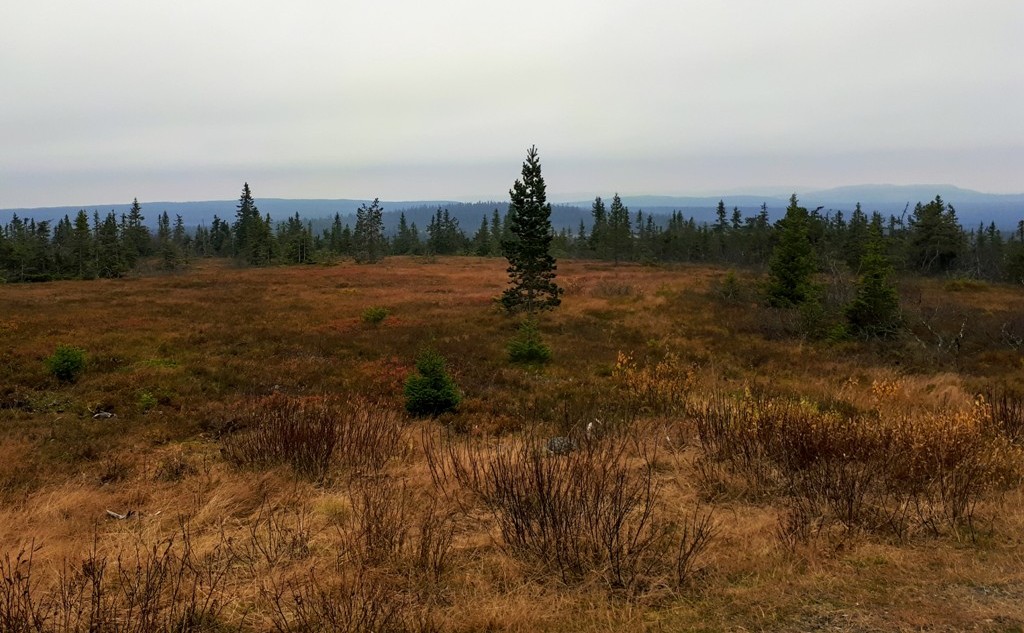 Hustrig høstdag på Hedmarksvidda&nbsp;<span>(+)</span>