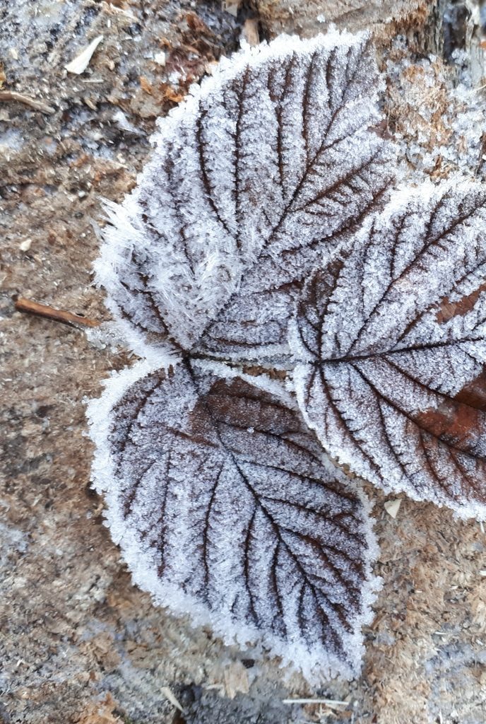 Barfrost&nbsp;<span>(+)</span>