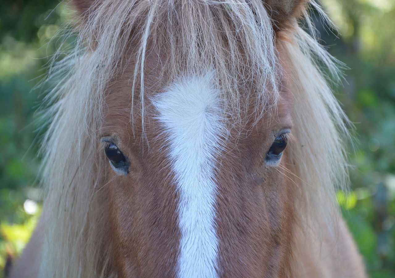 Voldtok ponni mens barn så på&nbsp;<span>(+)</span>