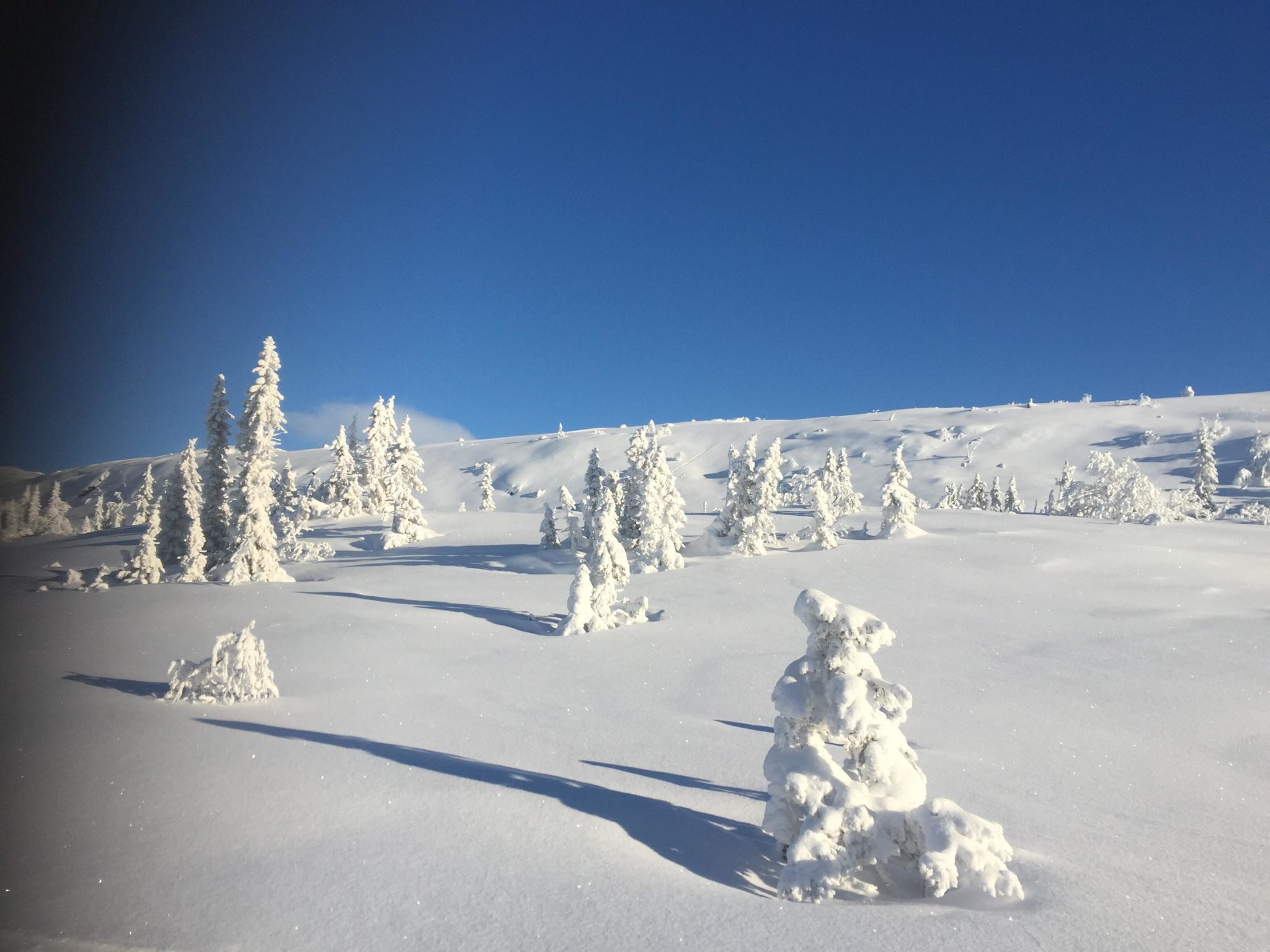Den plagsomme hvitheten&nbsp;<span>(+)</span>