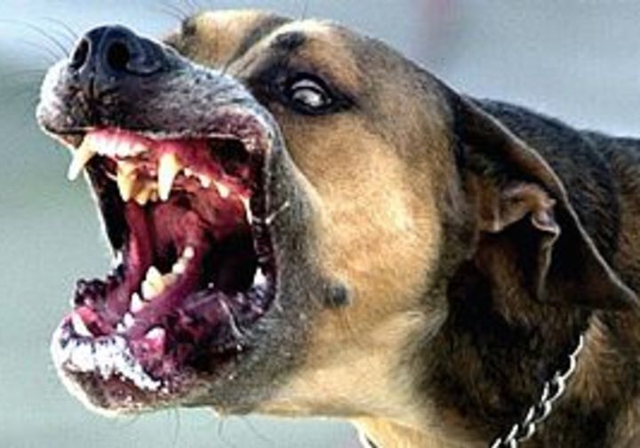 Rabies på Svalbard&nbsp;<span>(+)</span>