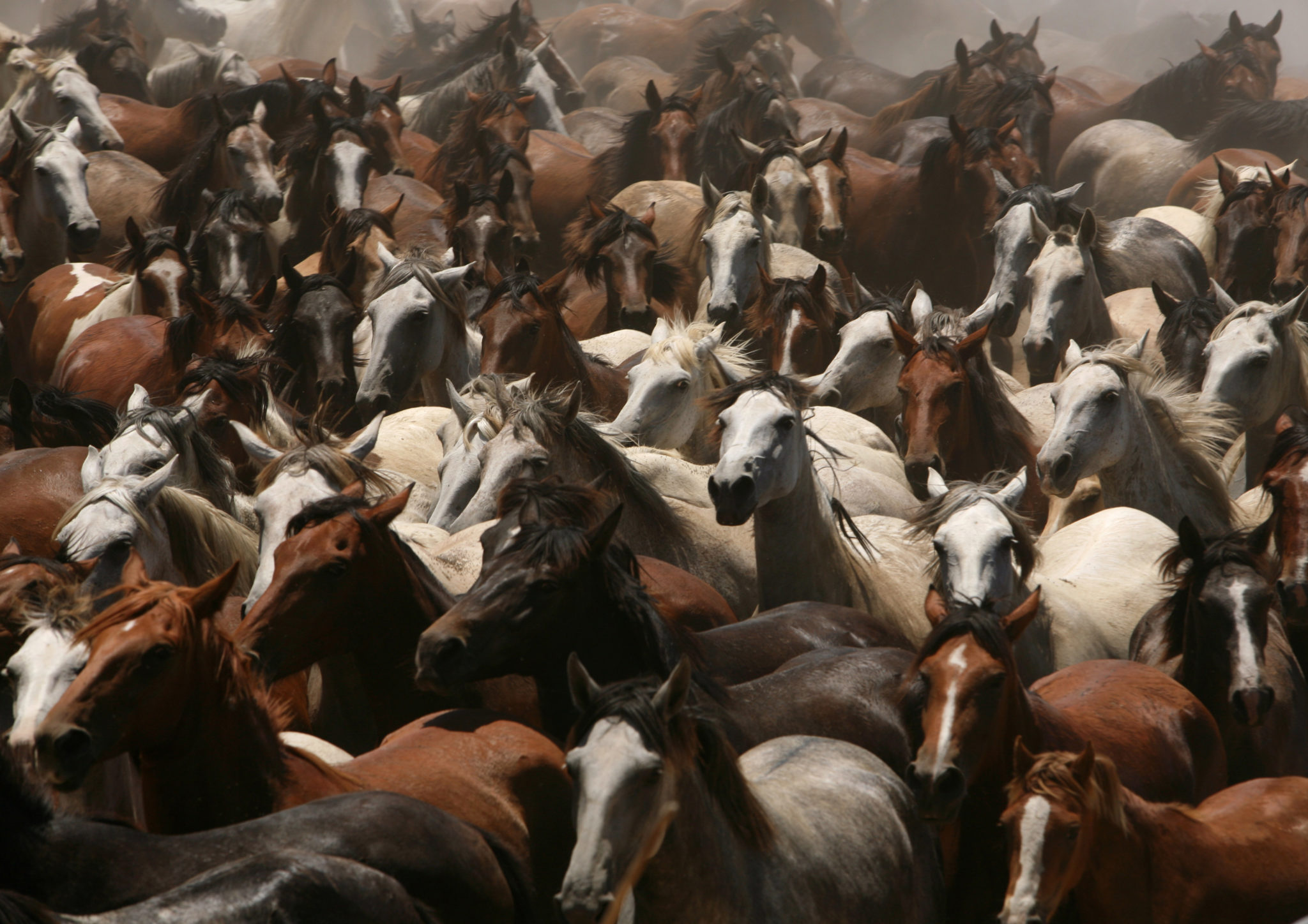 Saca de yeguas&nbsp;<span>(+)</span>