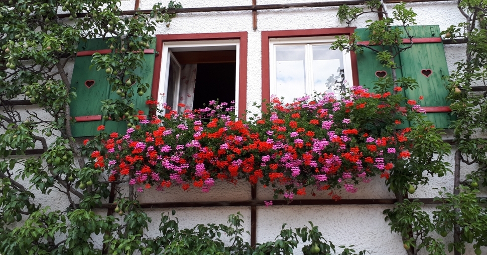 Blomster i Salzkammergut&nbsp;<span>(+)</span>