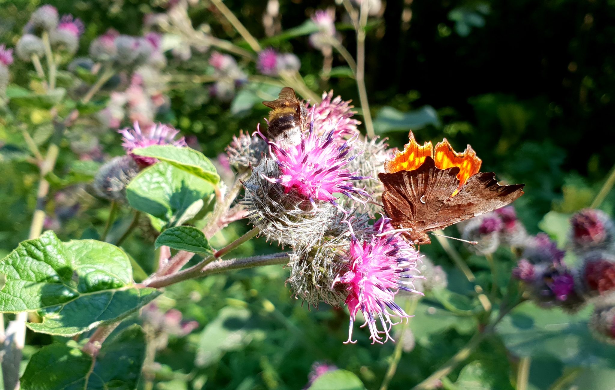 Sommerfugl og humle på borreblomster&nbsp;<span>(+)</span>