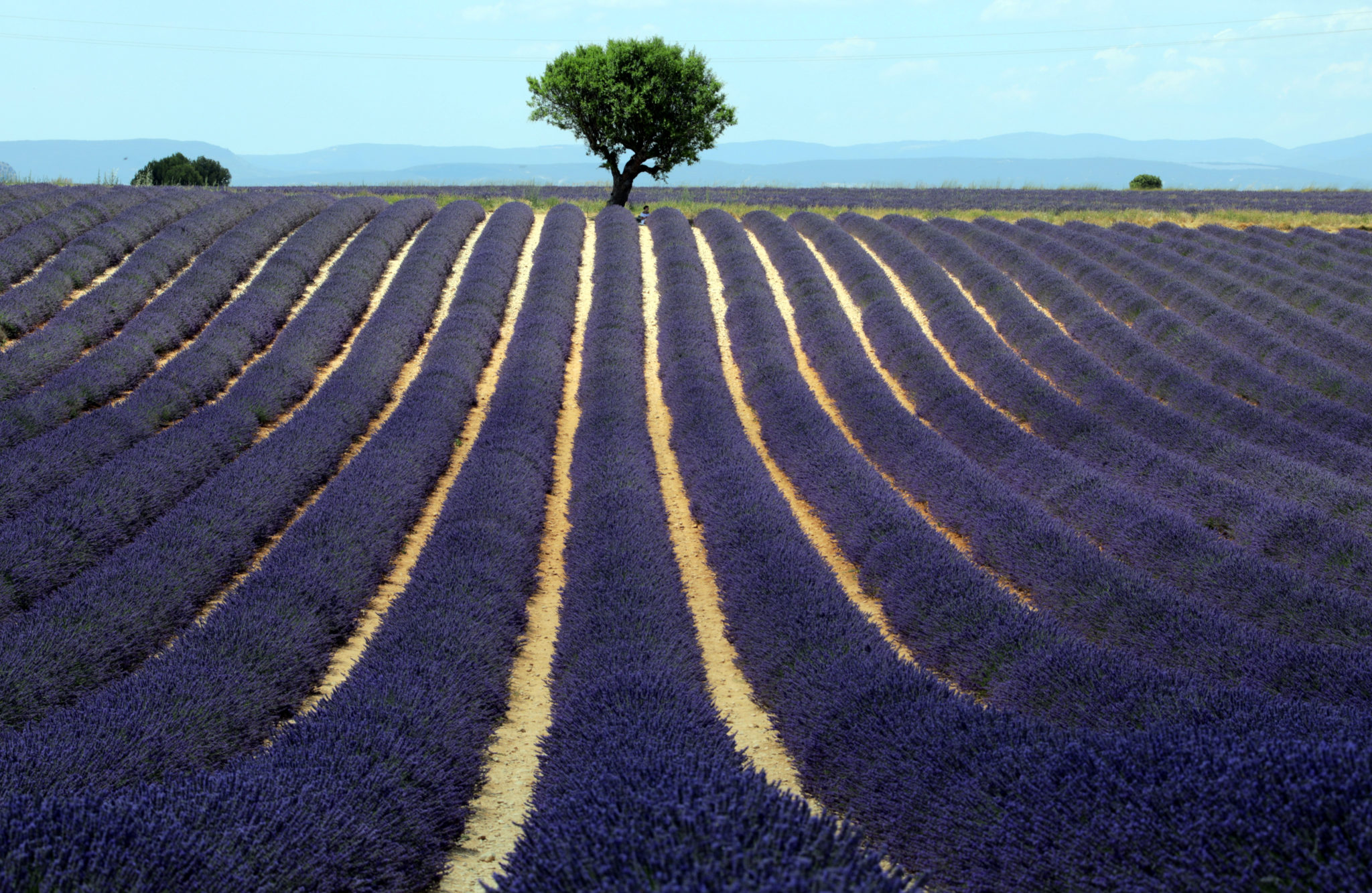 Lavendelmarker i Valensole, Frankrike&nbsp;<span>(+)</span>