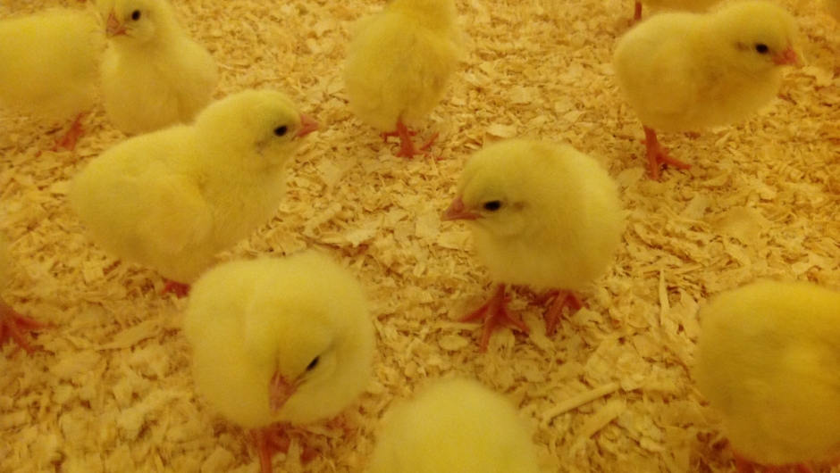 Grønn Ungdom vil legge ned norsk kyllingindustri&nbsp;<span>(+)</span>