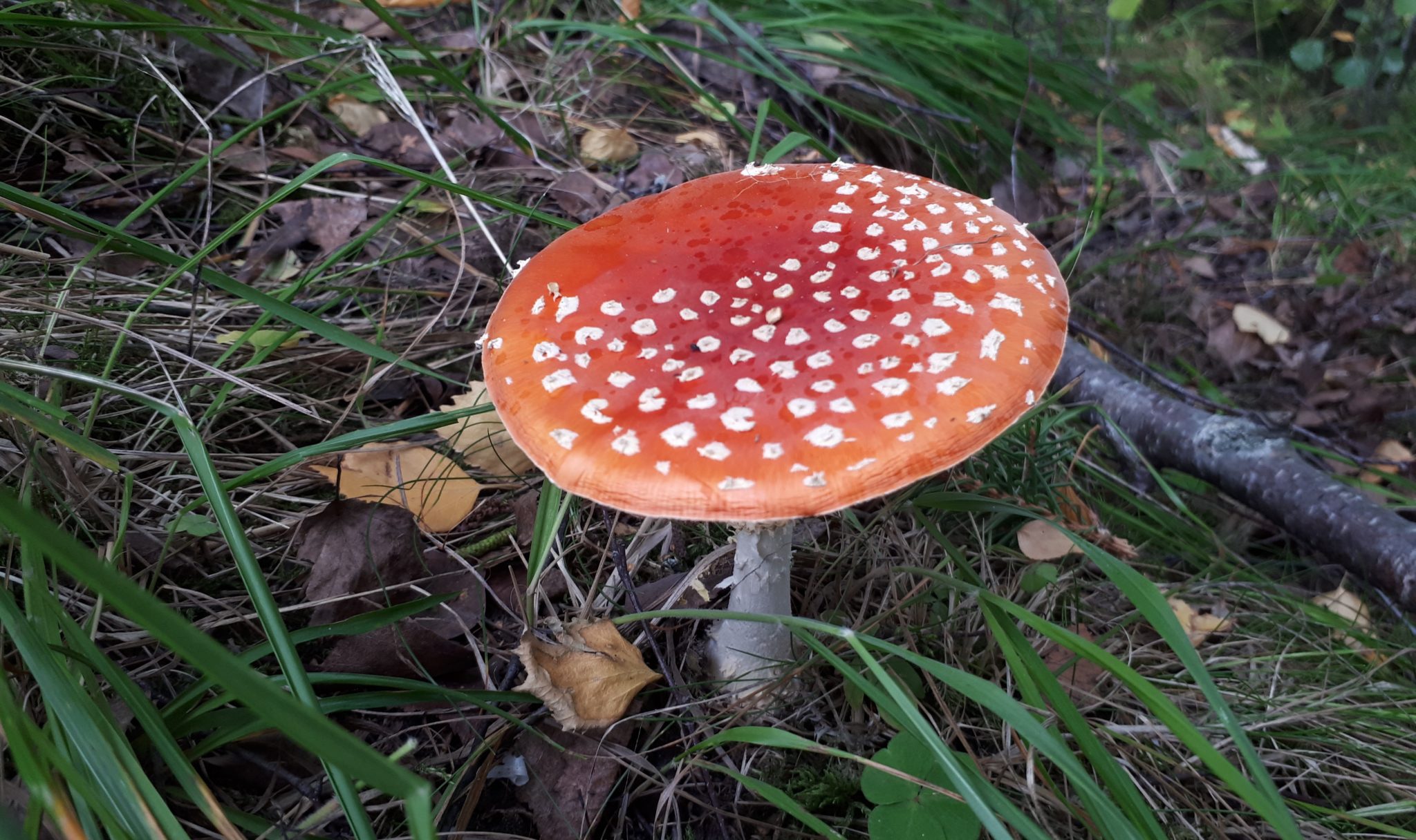 Rød fluesopp. Det er høst.&nbsp;<span>(+)</span>