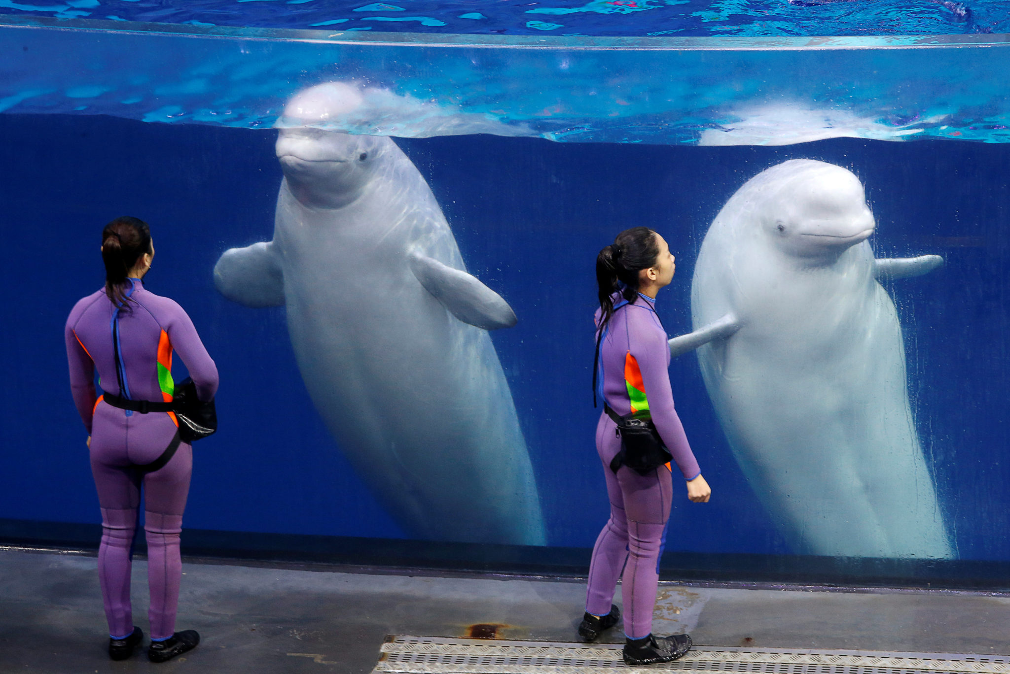 Belugas&nbsp;<span>(+)</span>