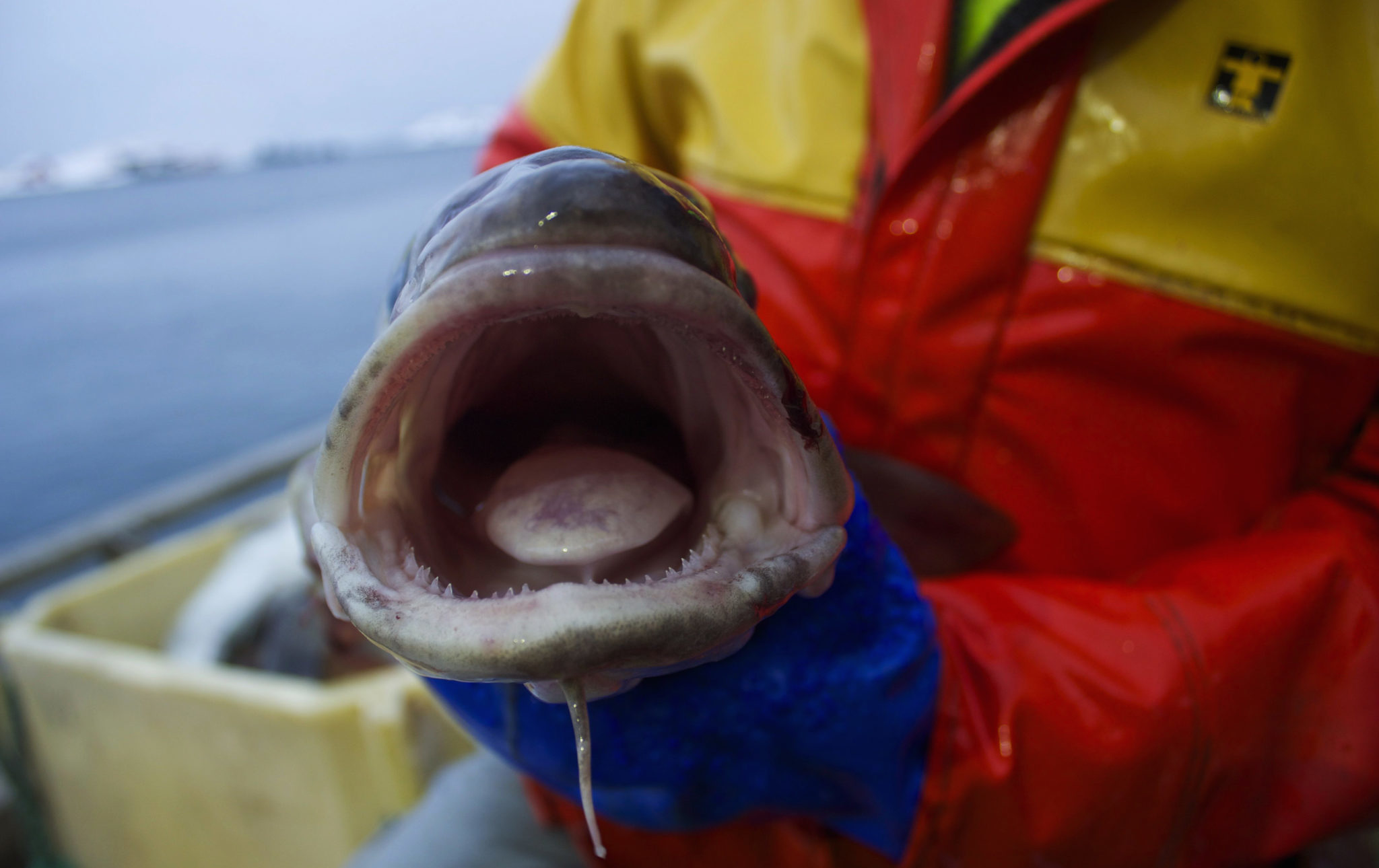 Vi eksporterte sjømat for historiske 99 milliarder&nbsp;<span>(+)</span>