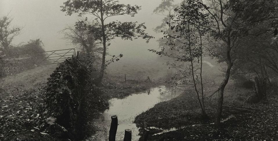 Woods near My House, Somerset (c. 1991)&nbsp;<span>(+)</span>