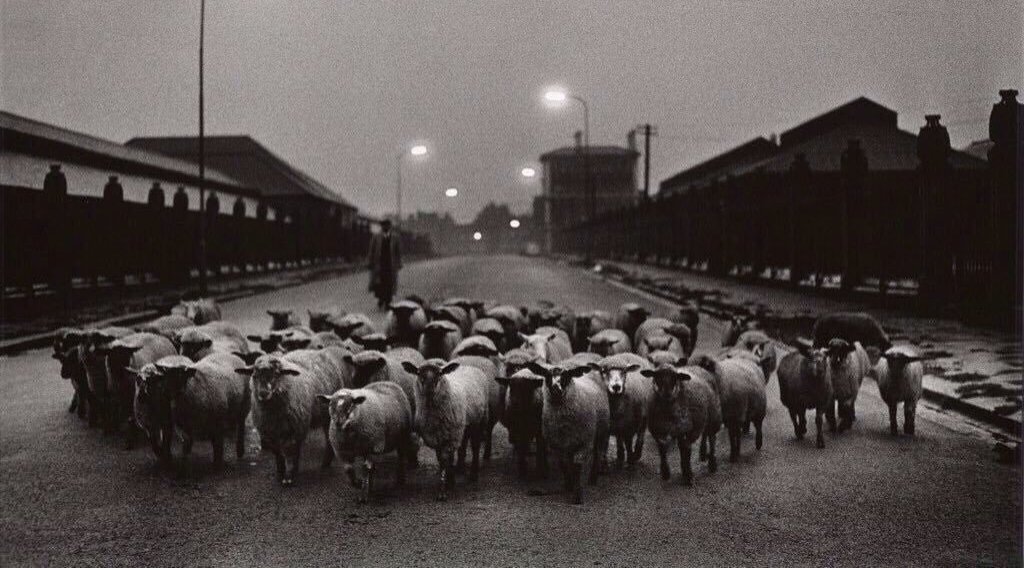 Sheep Going to the Slaughter House (1965)&nbsp;<span>(+)</span>