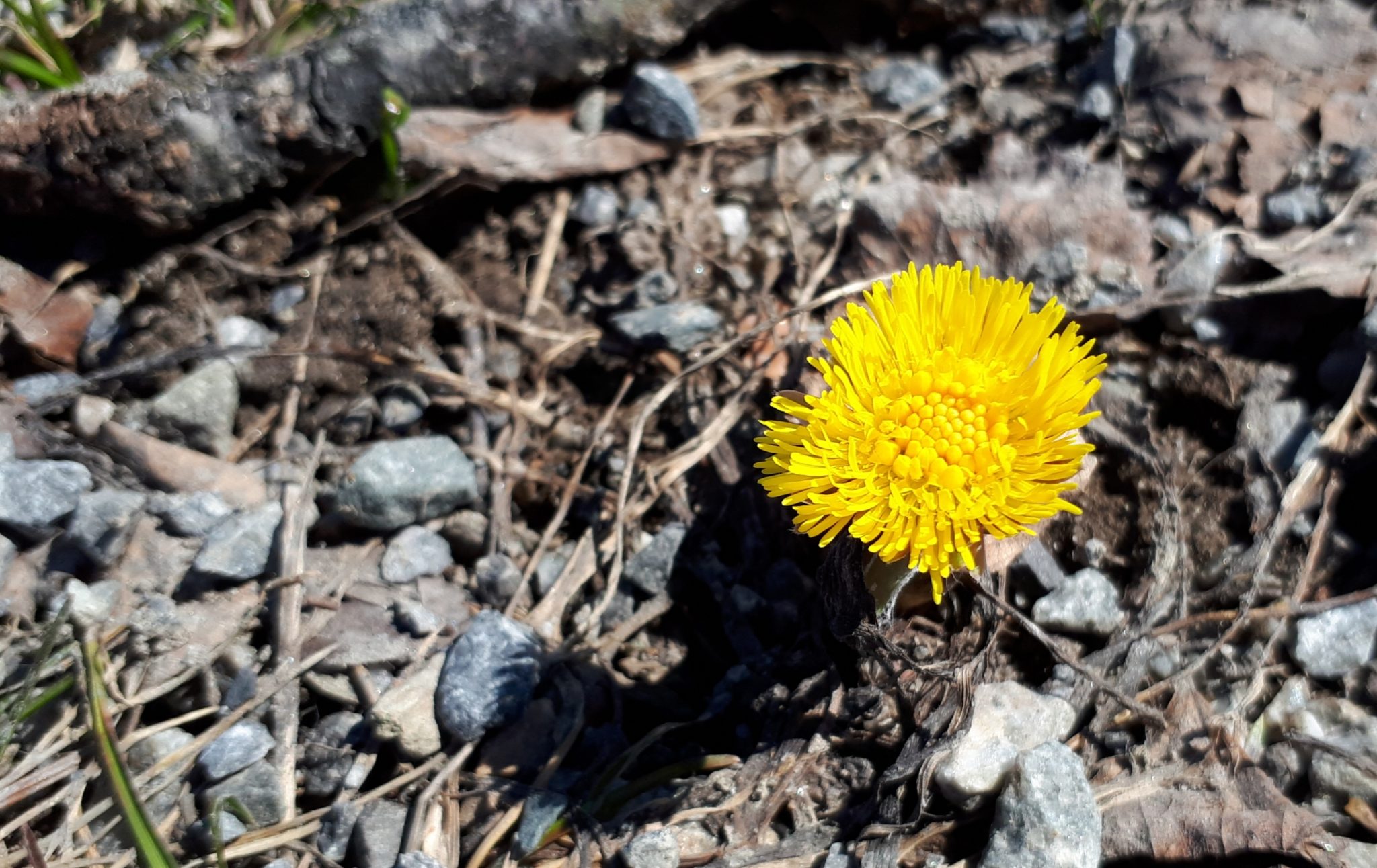 Hestehov (Tussilago farfara)&nbsp;<span>(+)</span>