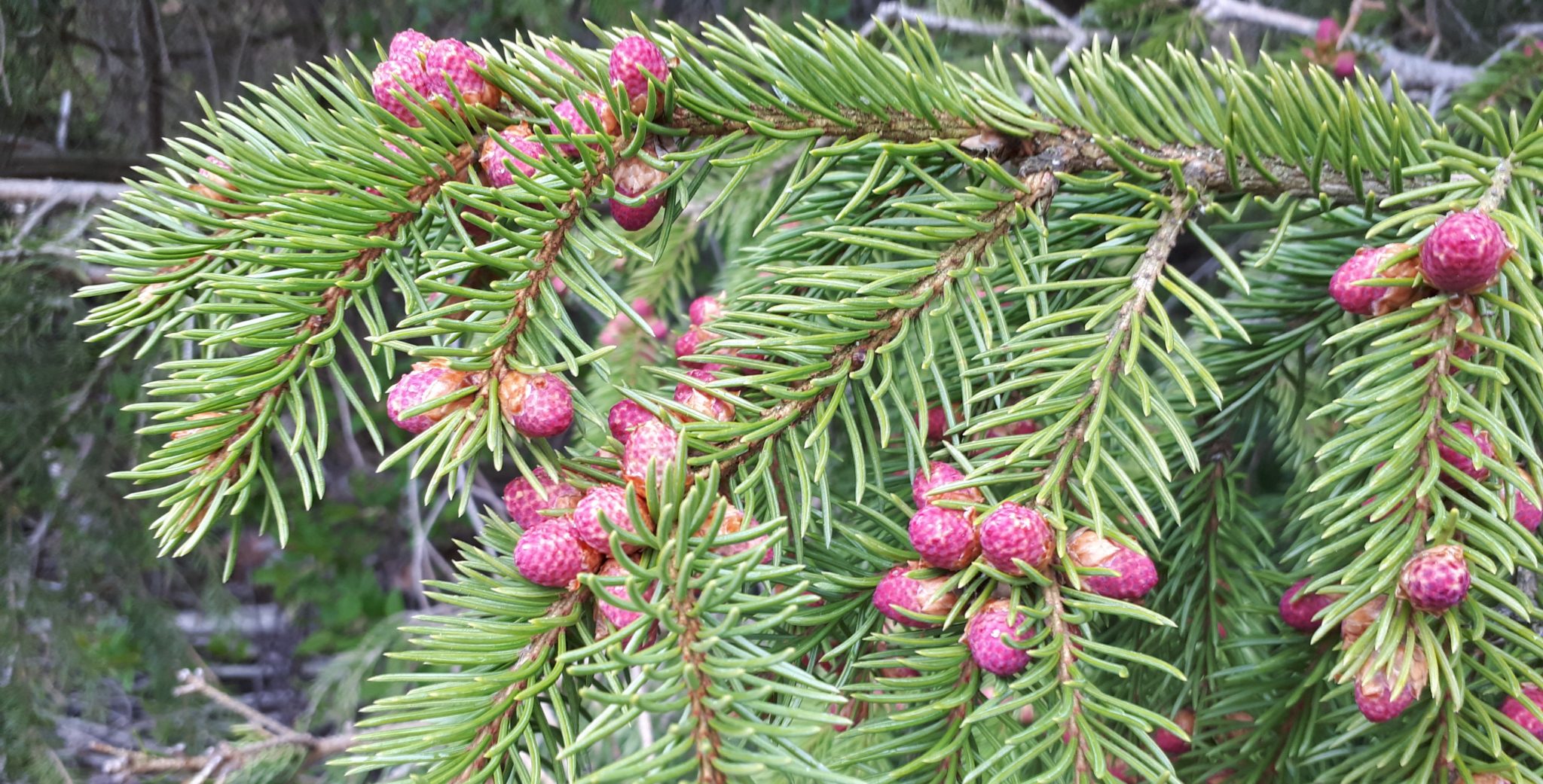 Blomstrende gran&nbsp;<span>(+)</span>