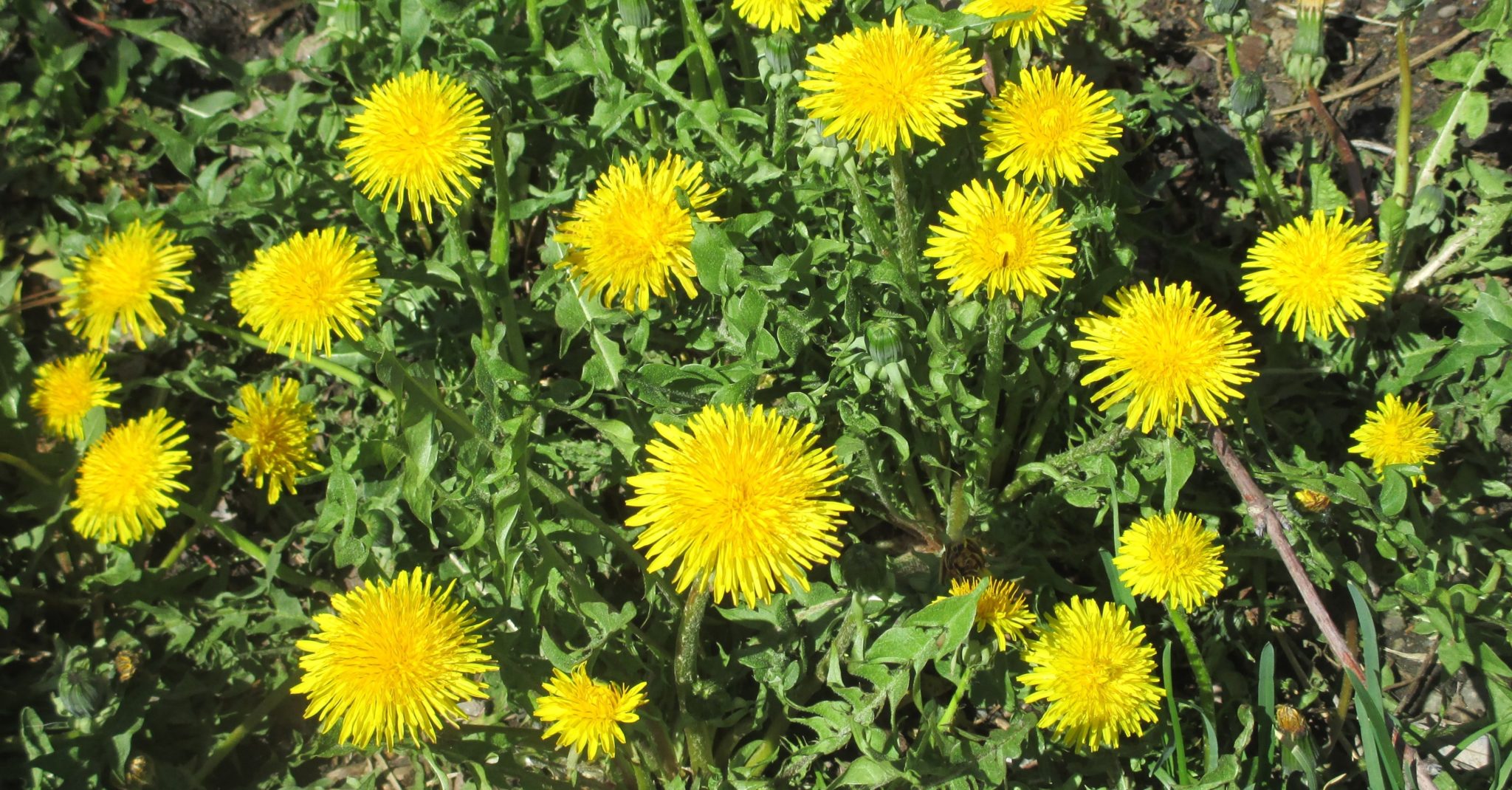 Taraxacum officinale, AKA løvetann&nbsp;<span>(+)</span>