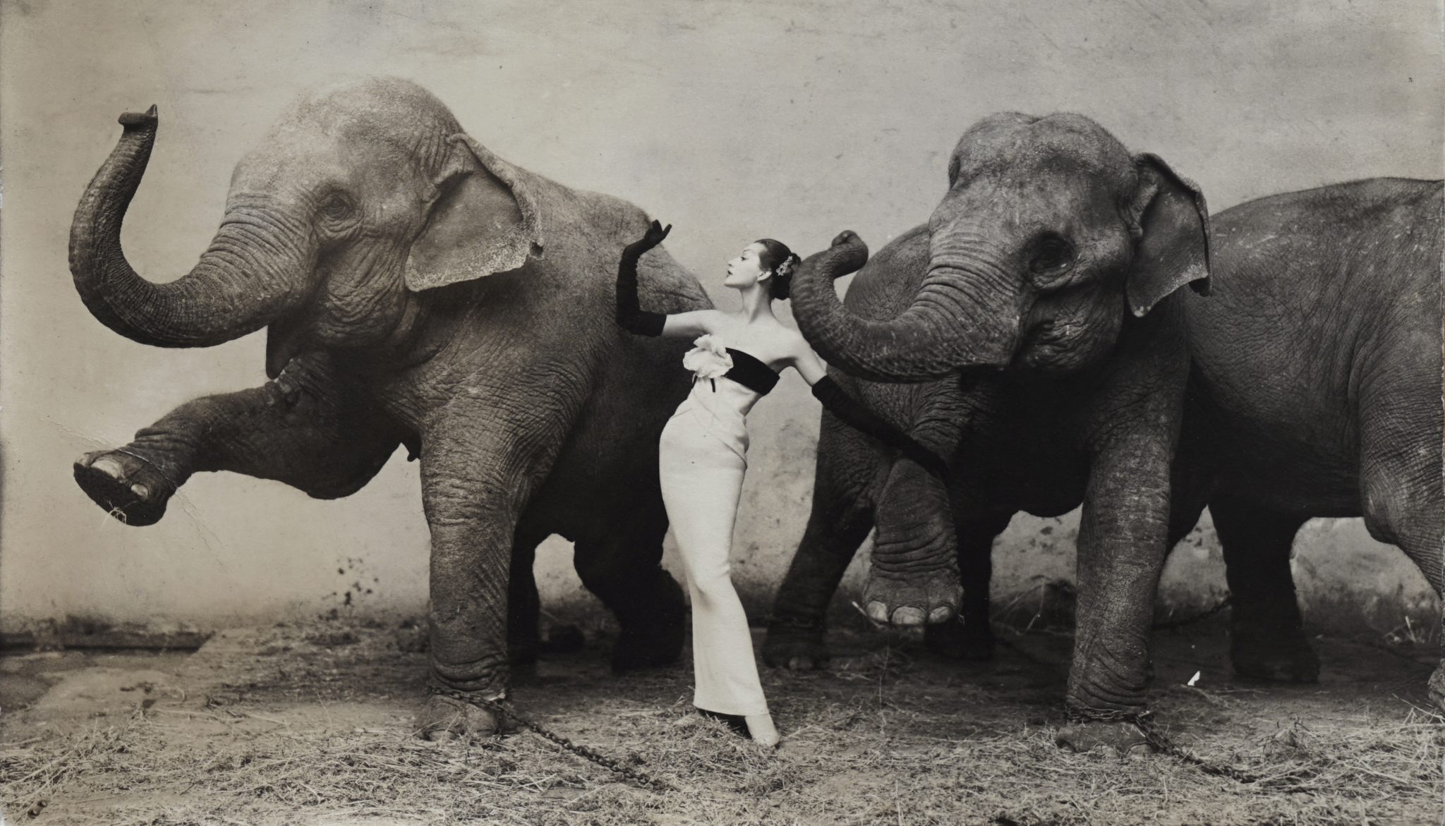 Dovima with Elephants (1955)&nbsp;<span>(+)</span>