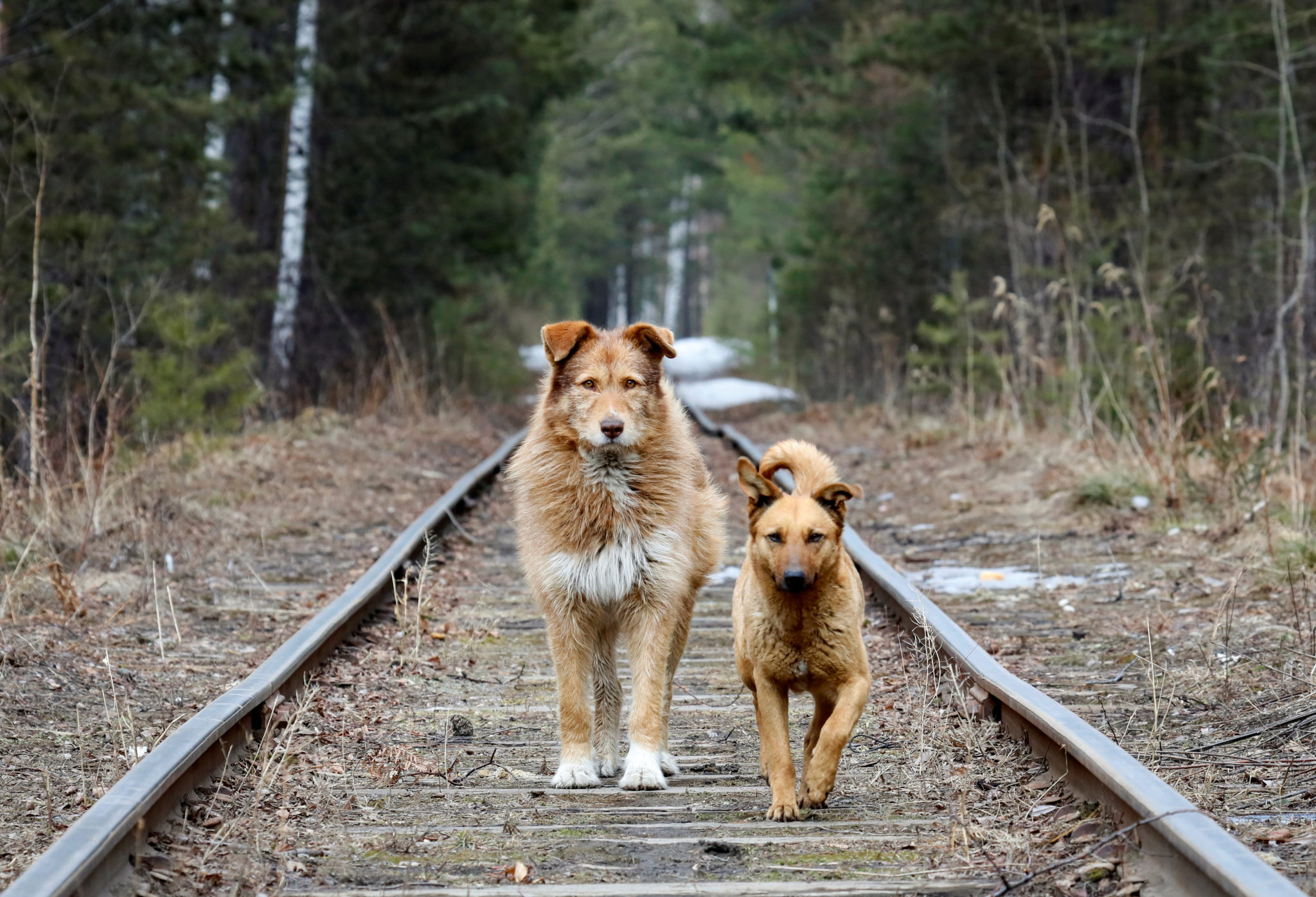 Den politisk korrekte hundegalskap&nbsp;<span>(+)</span>