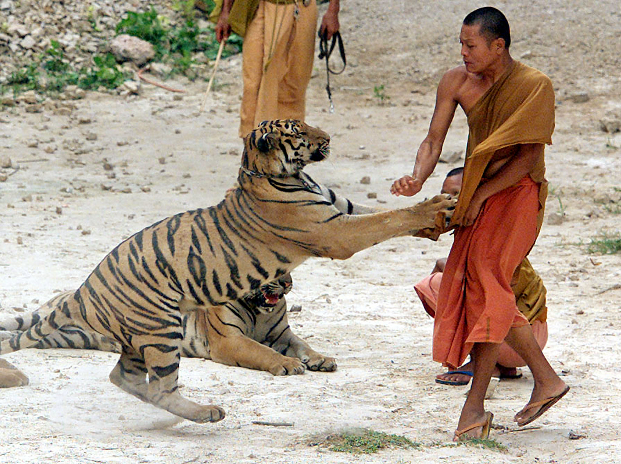 Tigre og buddhistmunker&nbsp;<span>(+)</span>