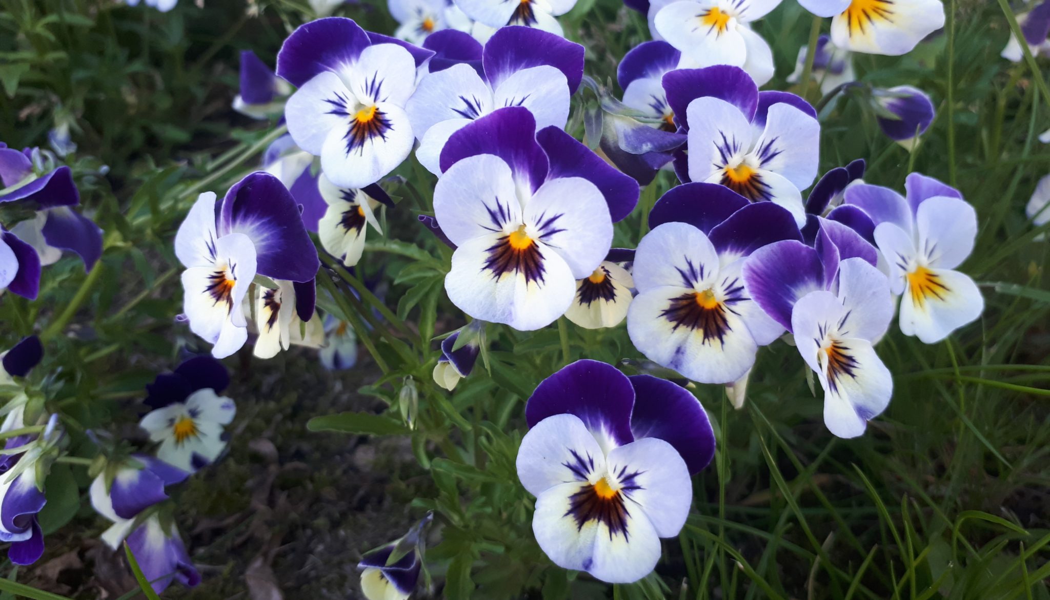 Stemorsblomster&nbsp;<span>(+)</span>