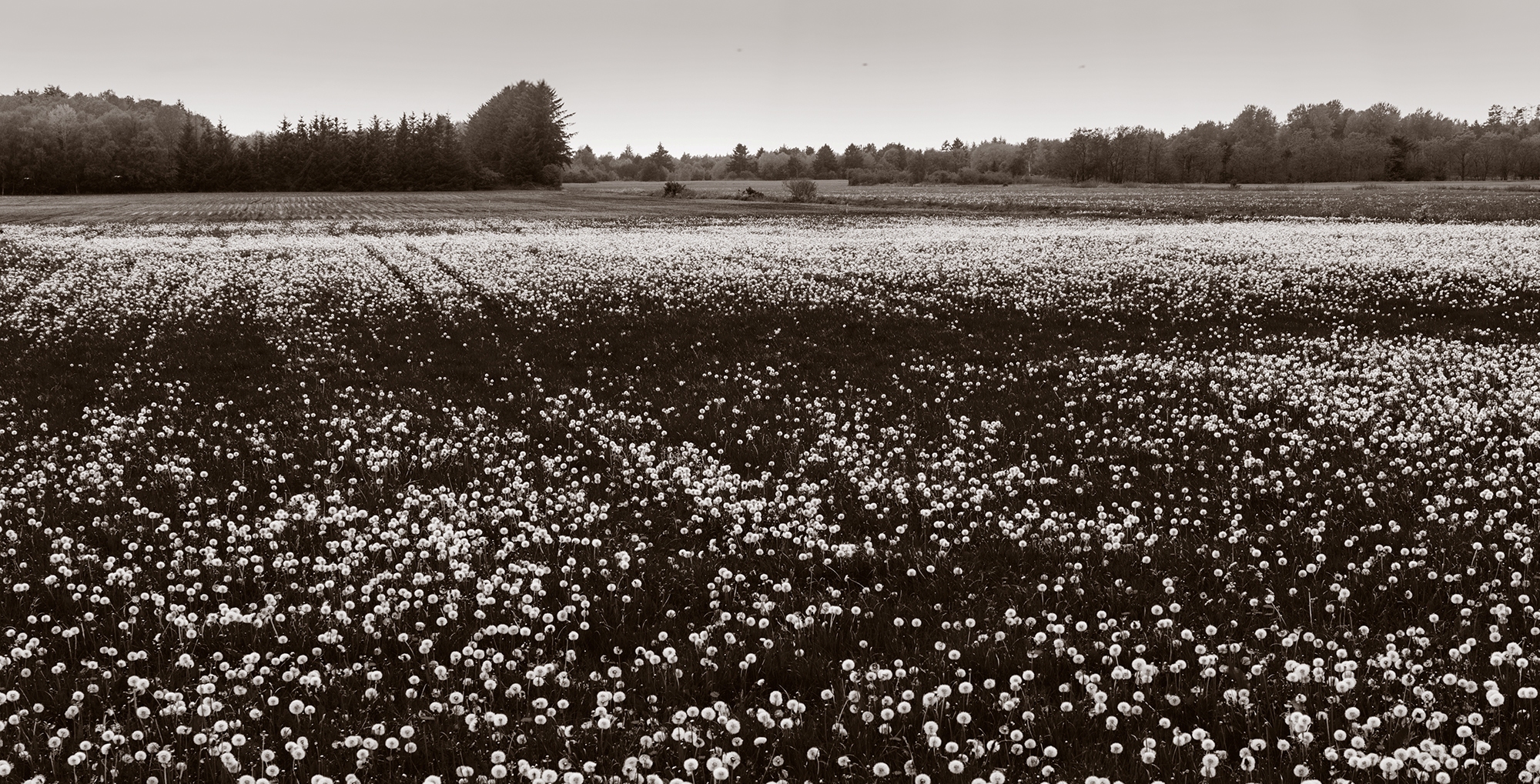 Fandens Mælkebøtte&nbsp;<span>(+)</span>